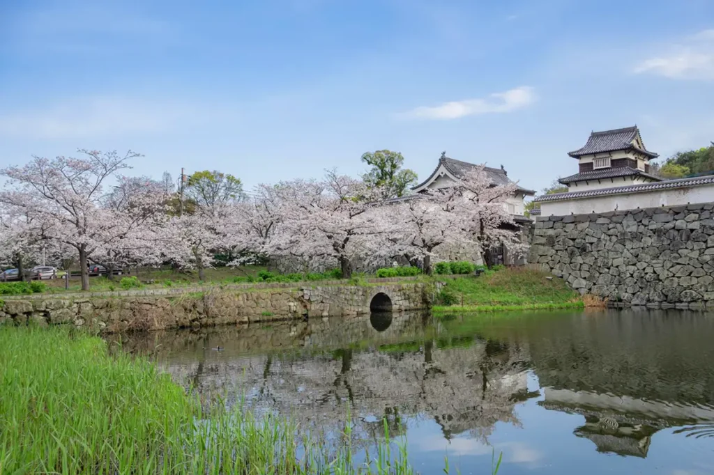후쿠오카 벚꽃 명당 마이즈루 공원 후쿠오카 성터 성벽 위에서 내려다본 만개한 벚꽃 전경